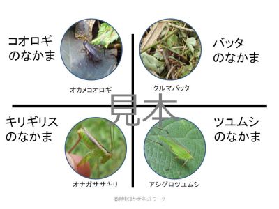 �o�b�^�̂Ȃ��܏Љ�}