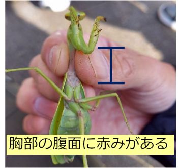 ムネアカハラビロカマキリ